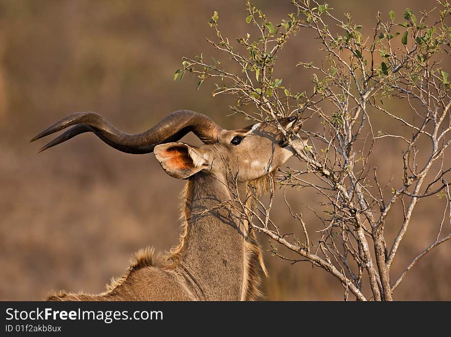 Male Kudu browsing ; tragelaphus strepsiceros. Male Kudu browsing ; tragelaphus strepsiceros