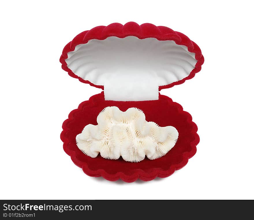 Coral in red box isolated over white background