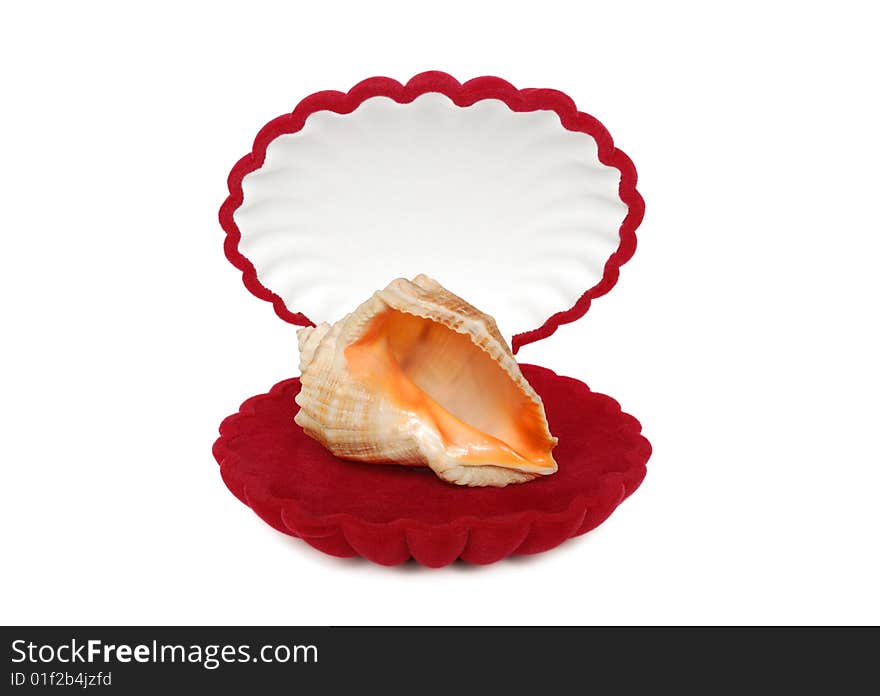 Shell in red box isolated over white background