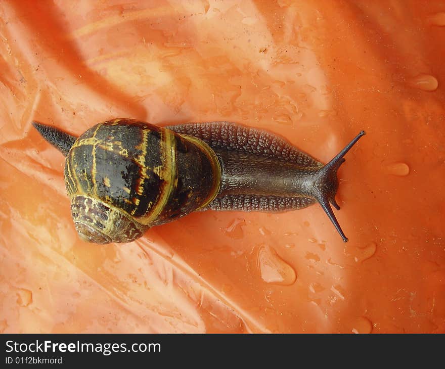 Snail,bostryx helix , nature, colored,