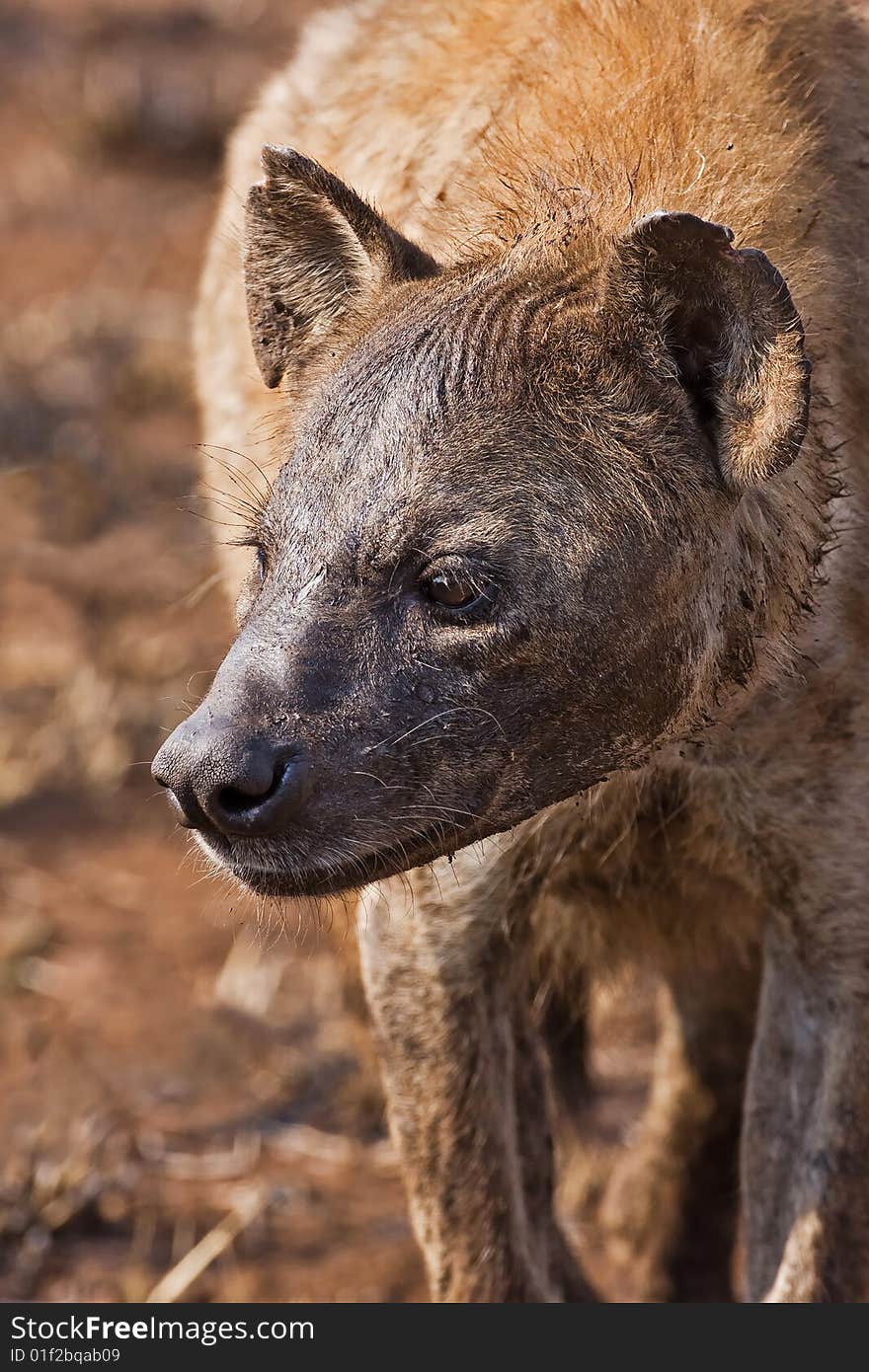 Hyaena