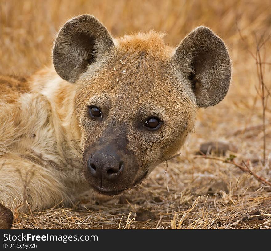 Hyaena