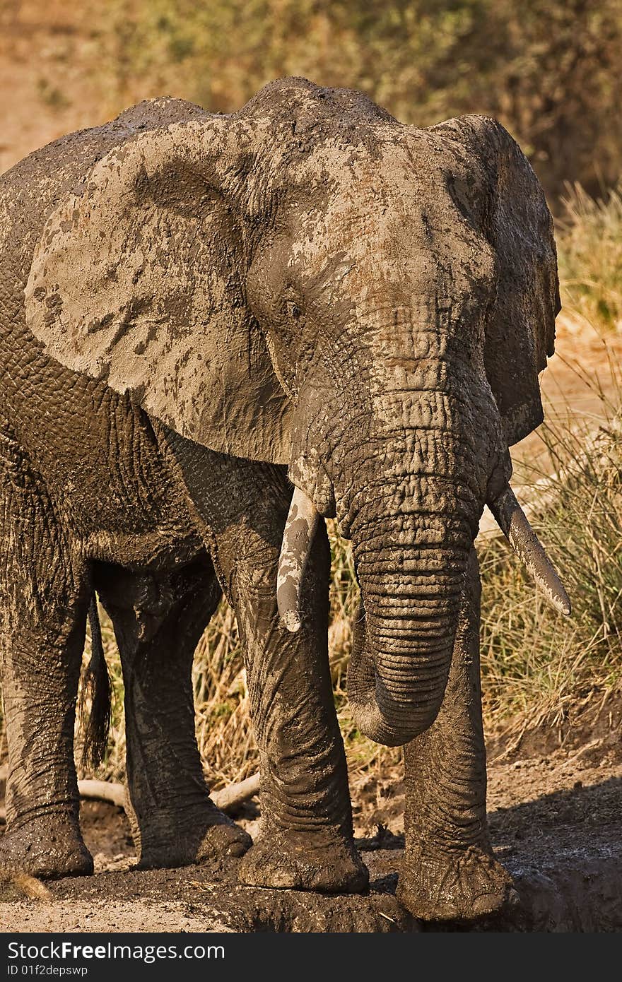 Close-up of an elephant full of dried and wet mud; Loxodonta Africana. Close-up of an elephant full of dried and wet mud; Loxodonta Africana