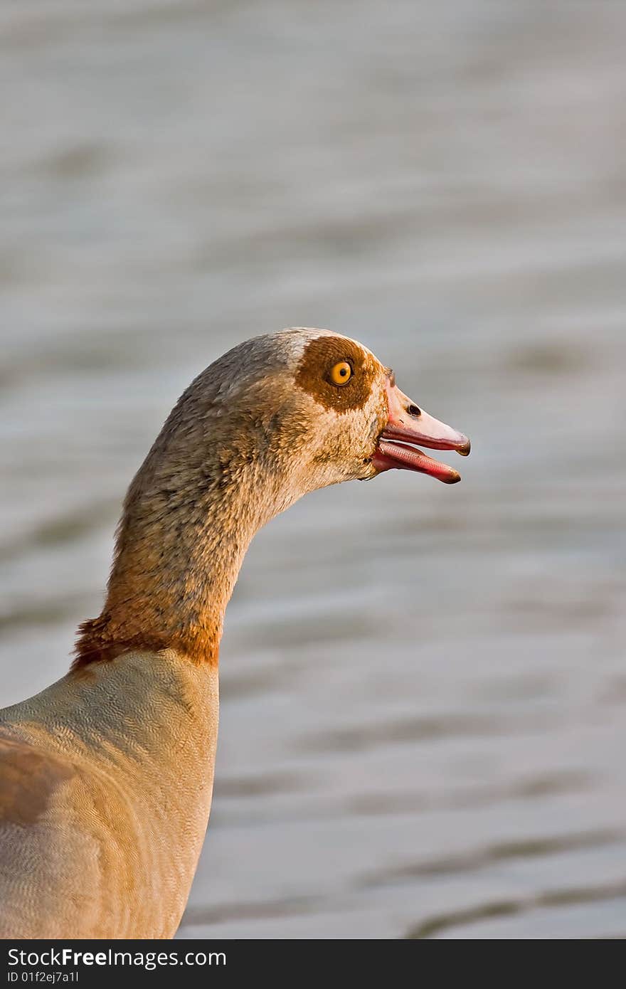 Portrait of Egyptian goose; alopochen aegyptiatus