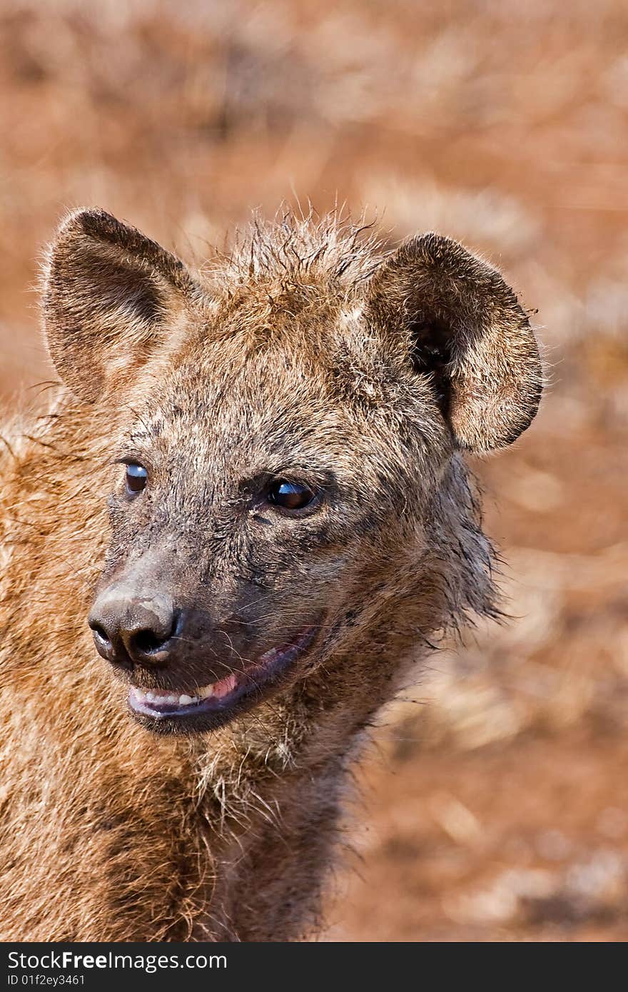 Hyaena