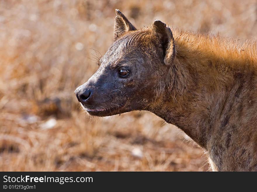 Hyaena