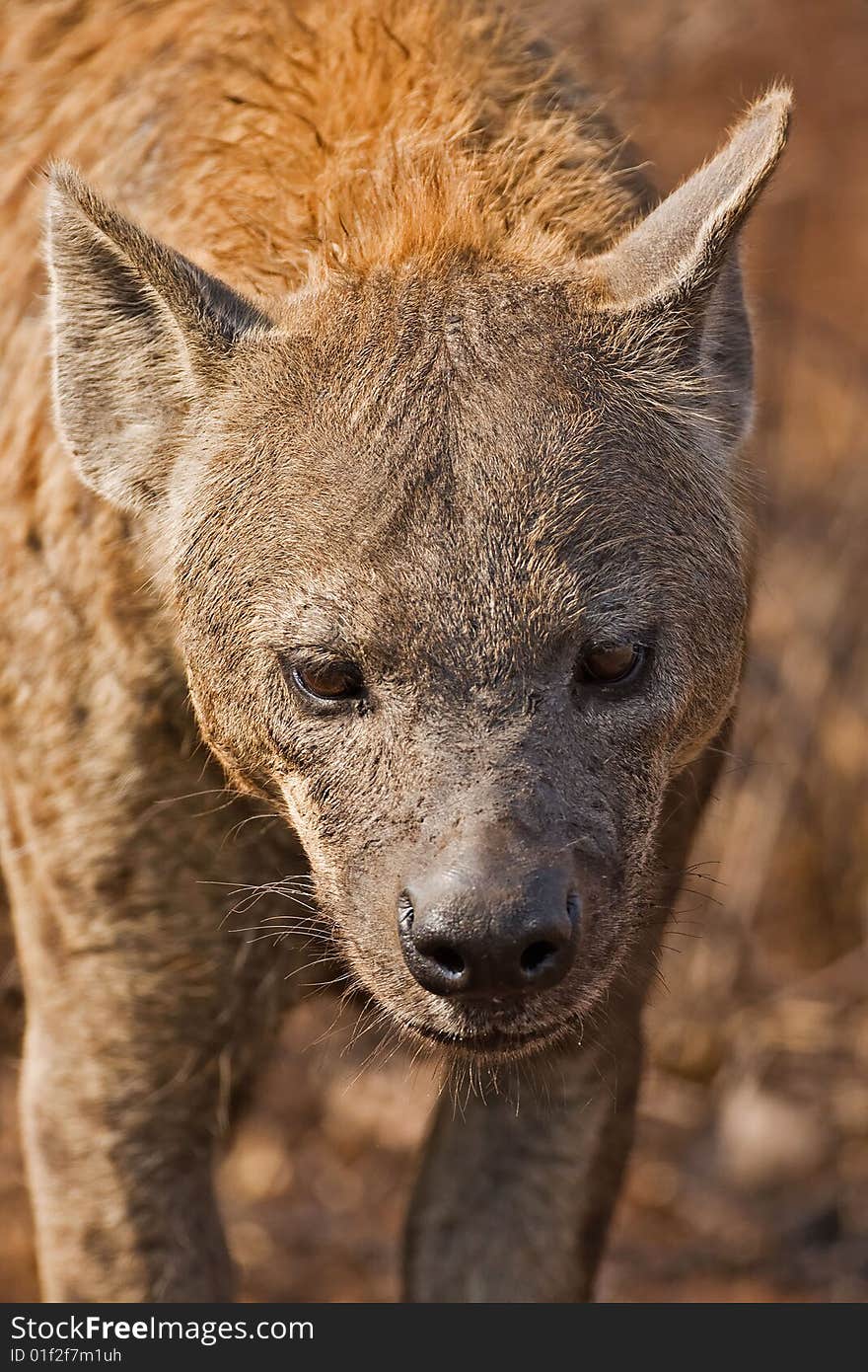 Hyaena