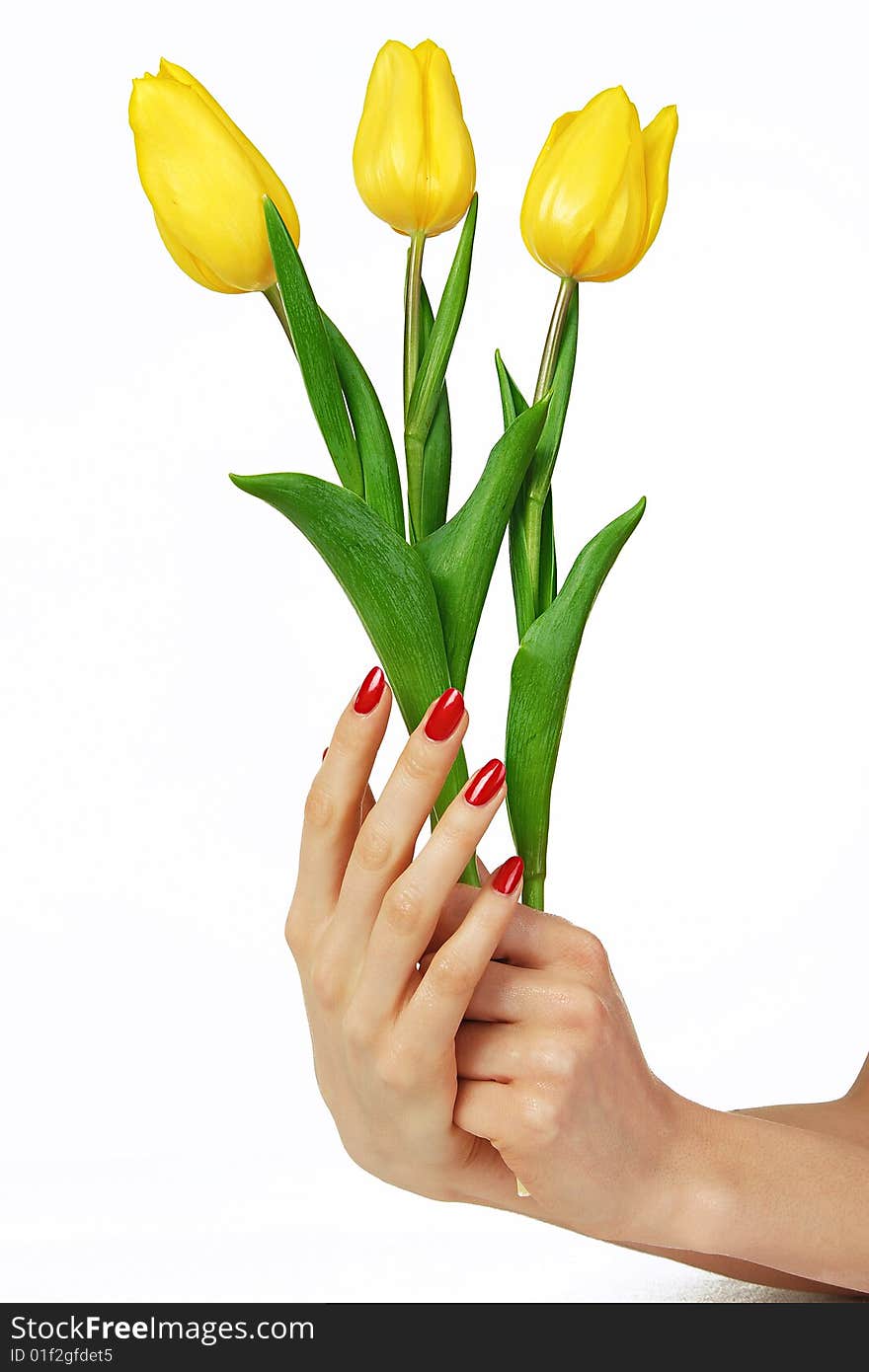 Red manicure and yellow tulips