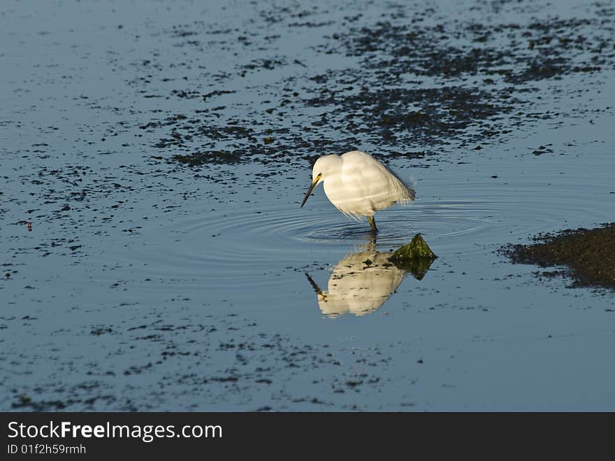 Snowy Egret