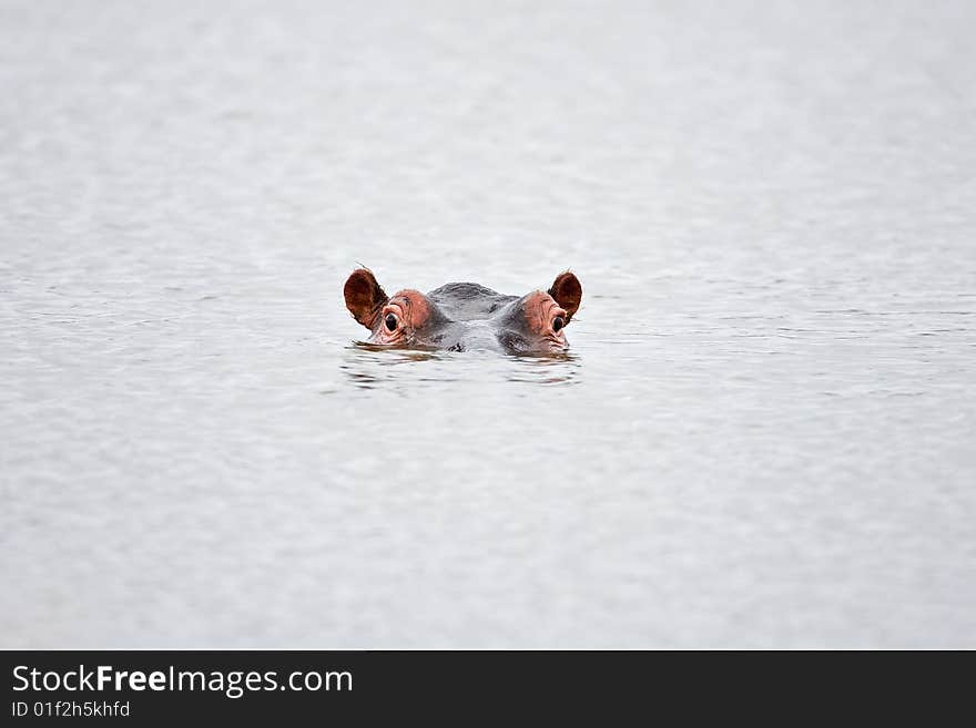 Partial hippo face showing above water; Hippopotamus amphibius