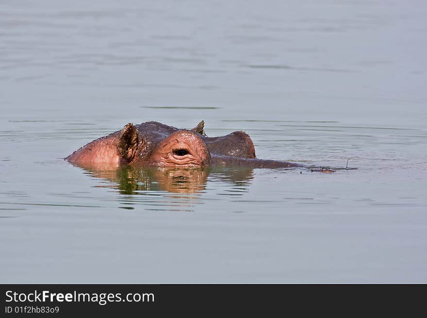 Partial side view of hippo face showing above water; Hippopotamus amphibius