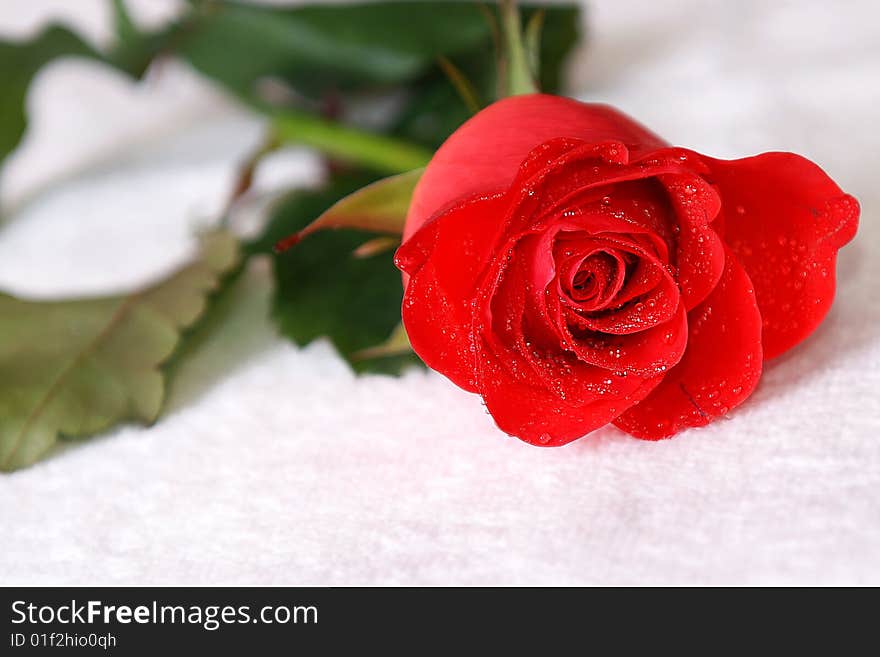 Scarlet rose with dew isolated on white background