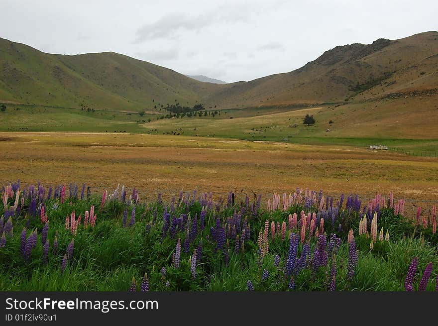 Mountain and grassland