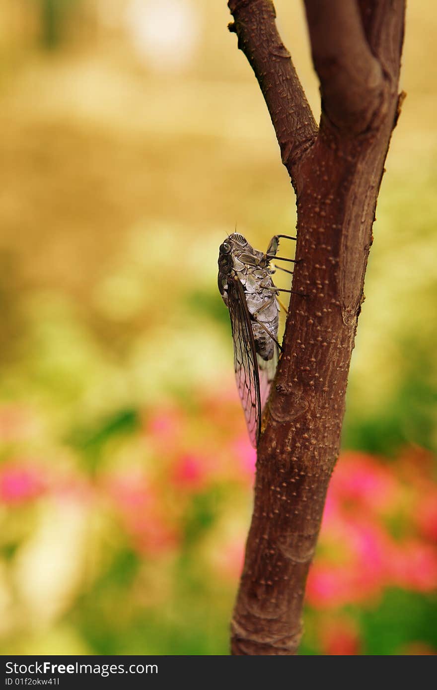 Macro of a cicada isolated on a tree