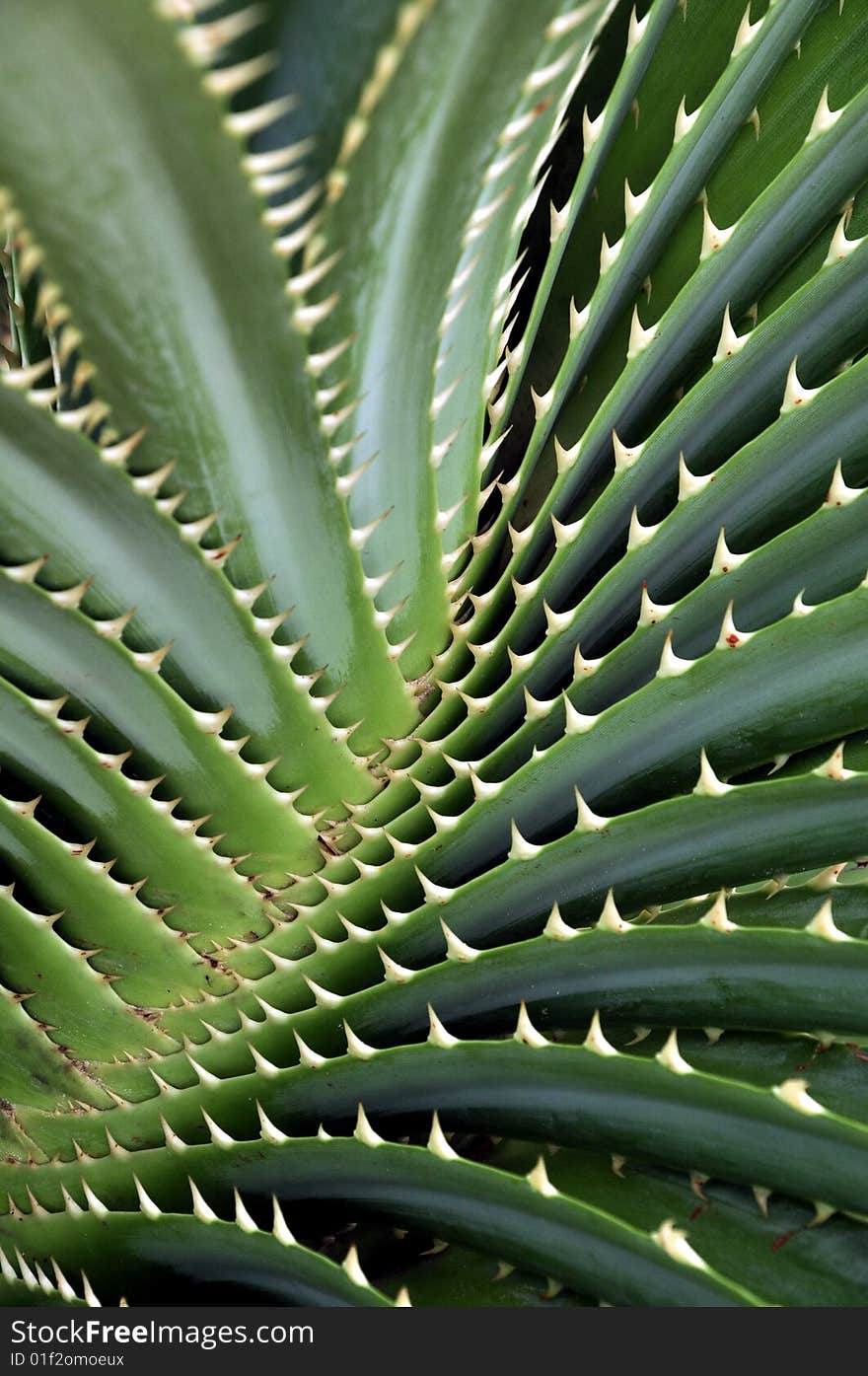 Thorny leaves of Asian plant.