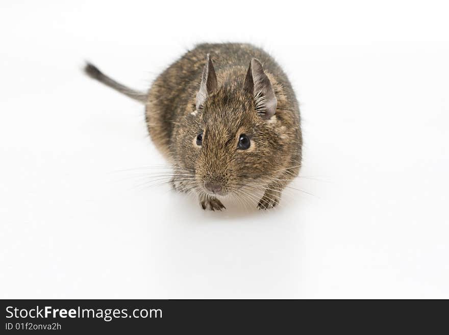 Degu