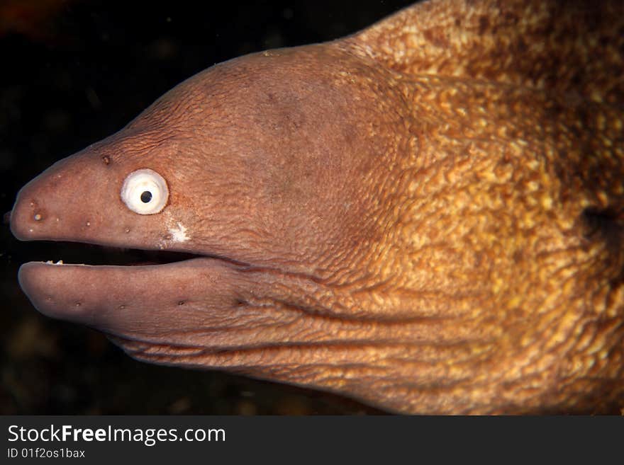 Giant Estuarine moray in close up at night on coral reef. Giant Estuarine moray in close up at night on coral reef