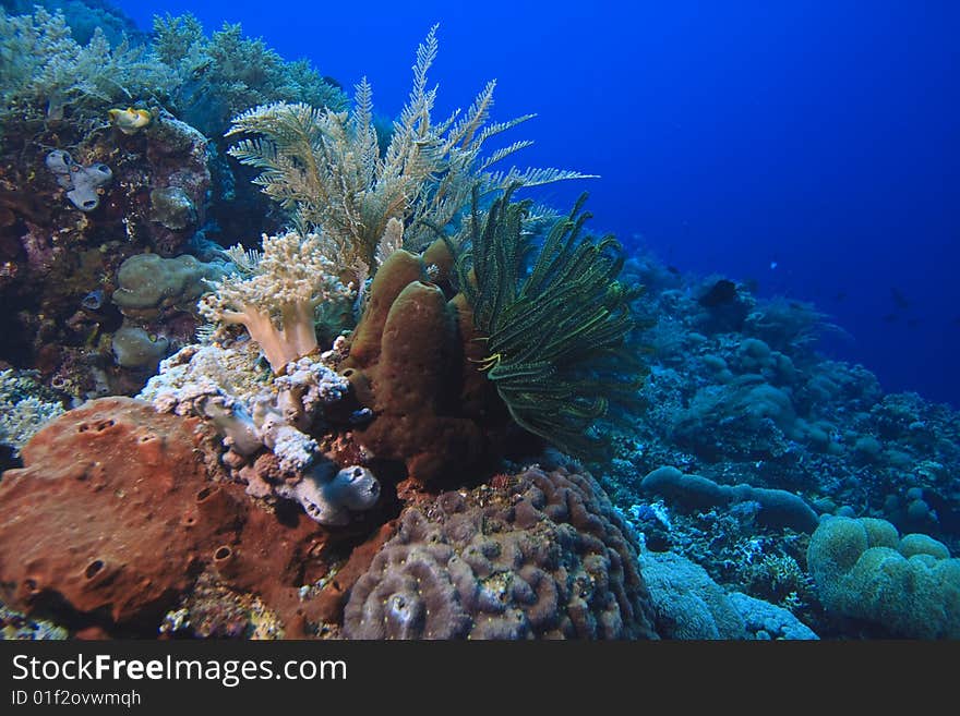 Soft corals (dendronepthya) feeding in currents on coral reef