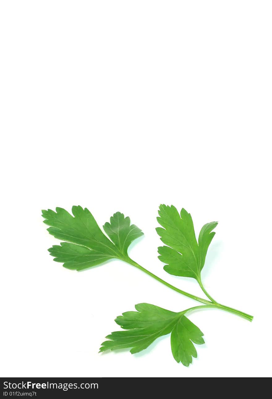 Parsley isolated on a white background