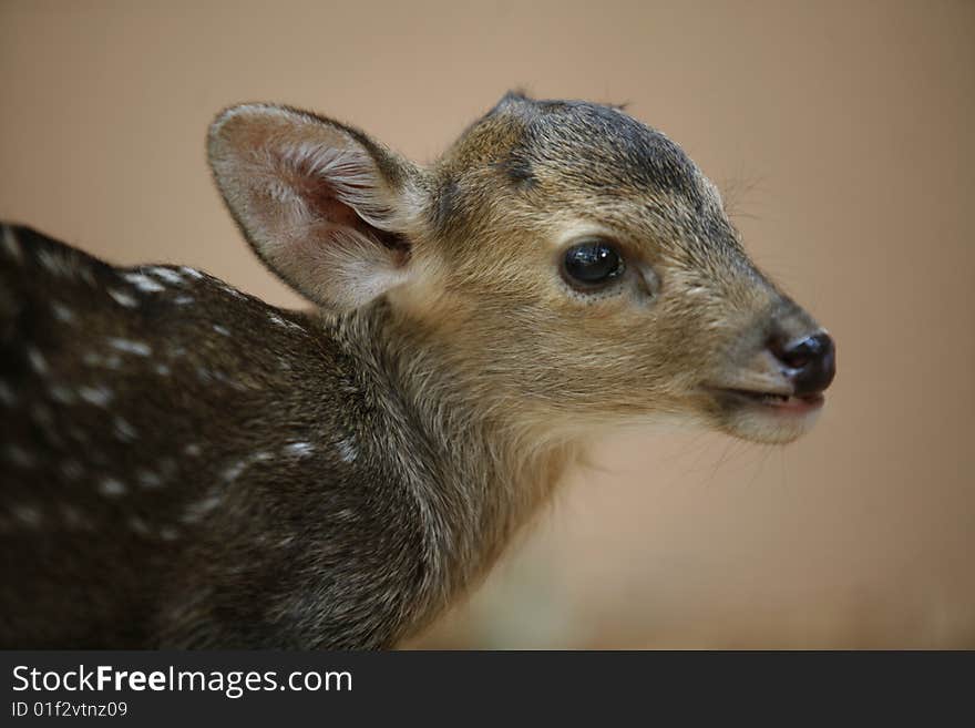 Hog deer