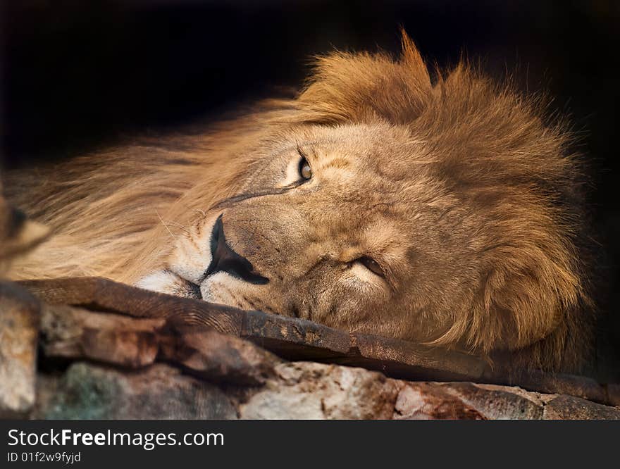 Picture of lion of high-res with an artistic background