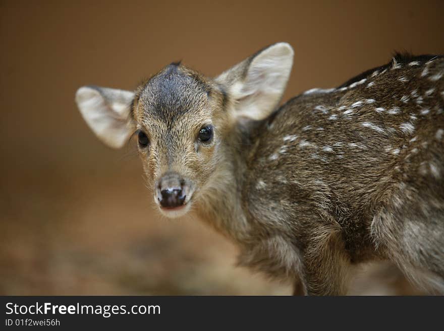 Hog deer