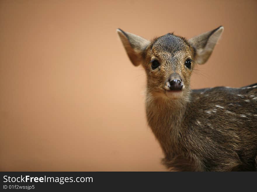 Hog deer