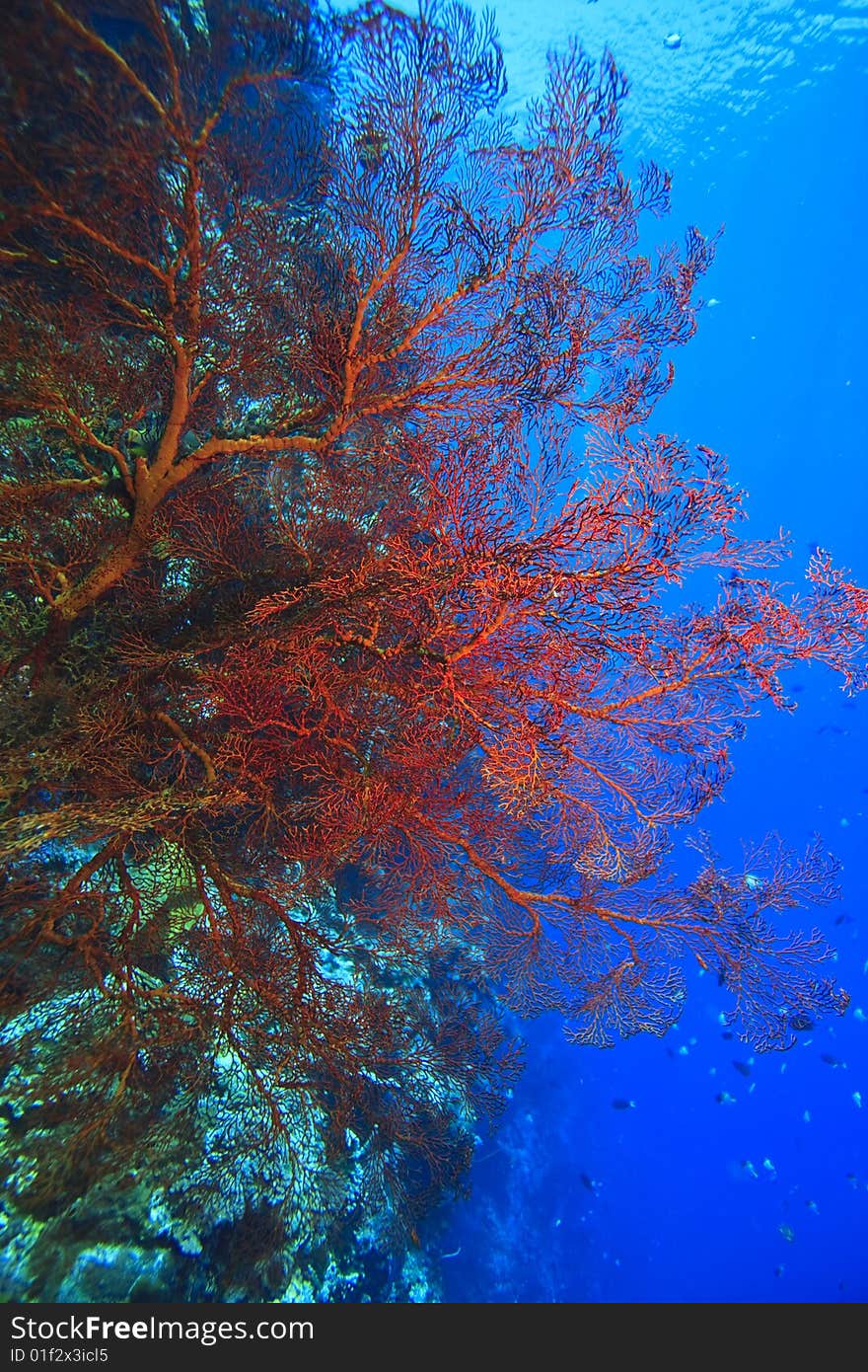 Gorgonian sea fan on coral reef feeding in the gentle current