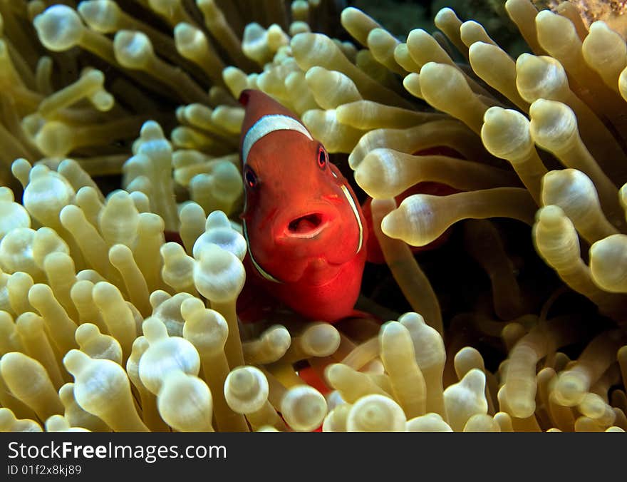 Spinecheek Anemonefish (premmas biaculaetus) in anemone trying to attract prey