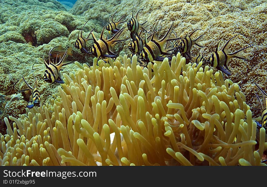 Banggai Cardinalfish (pteraponon kaudemi) takes refuge in anemone for protection