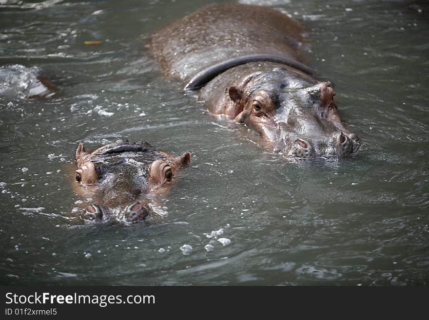 Hippopotamus