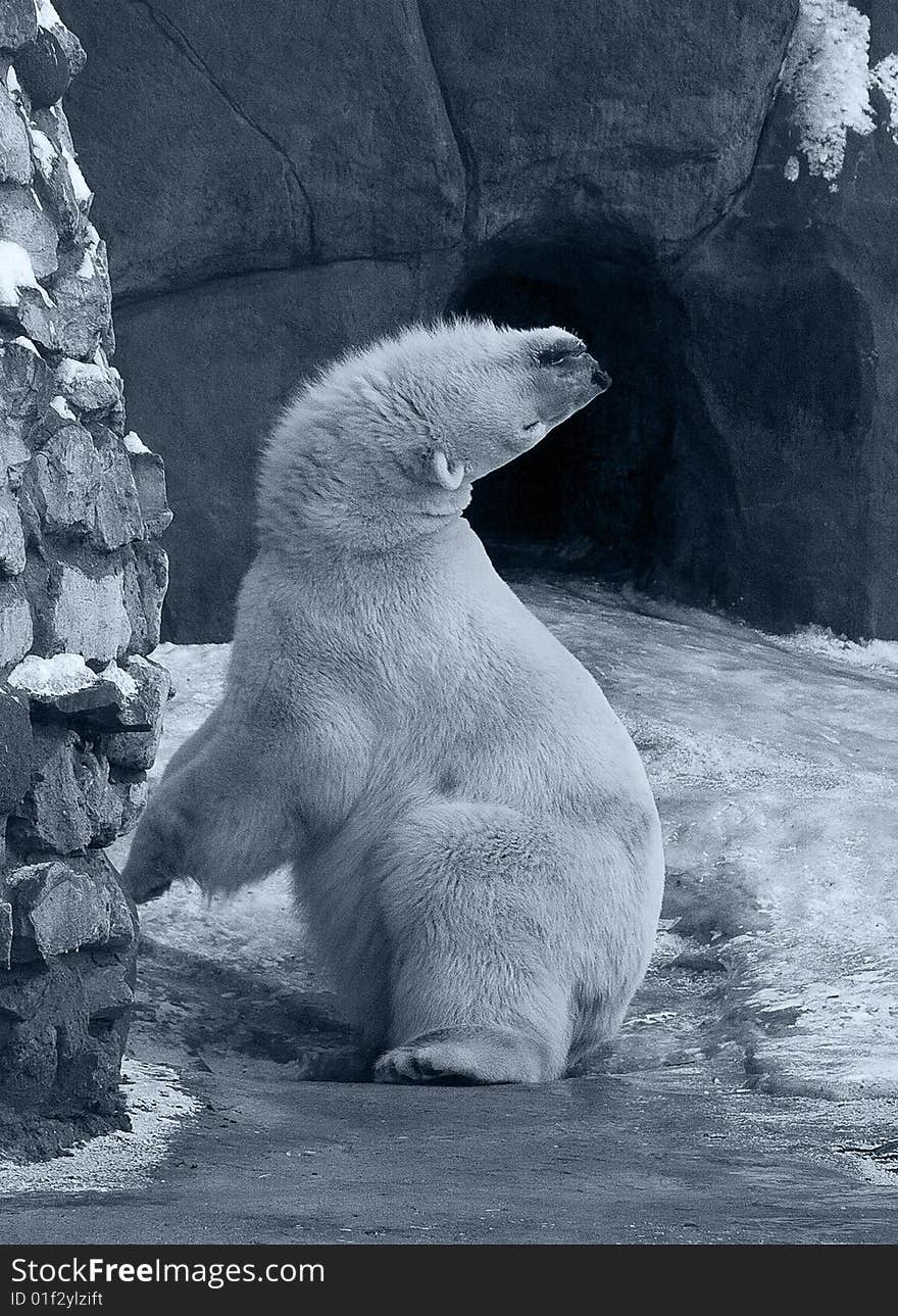 Funny White Polar Bear