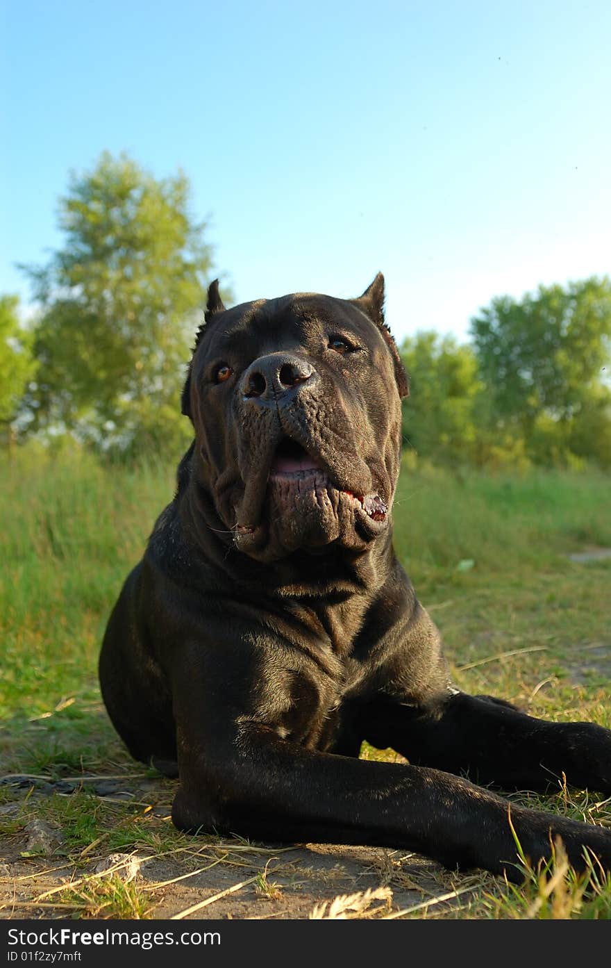 Portrait of the cane corso dog