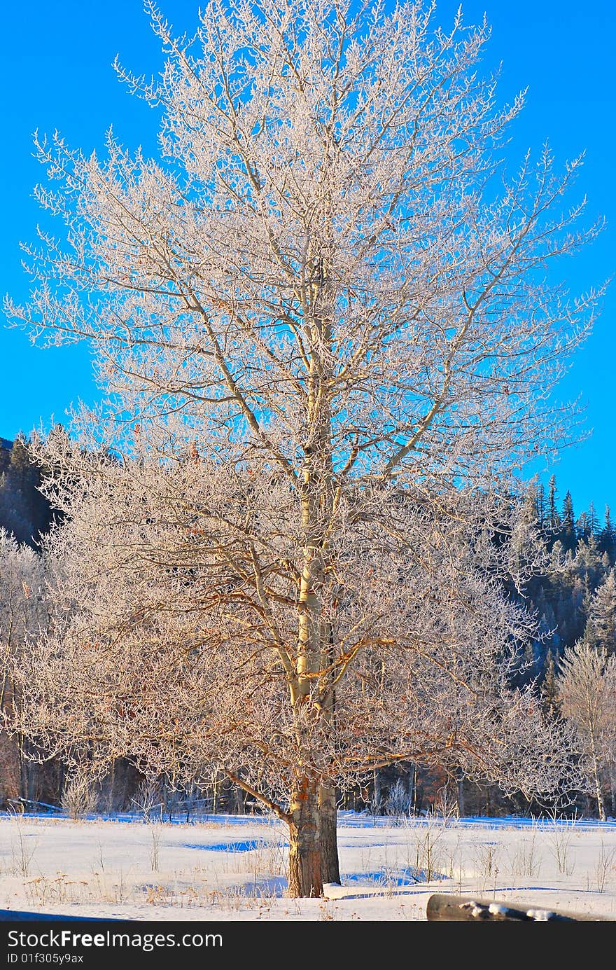 Wintertree