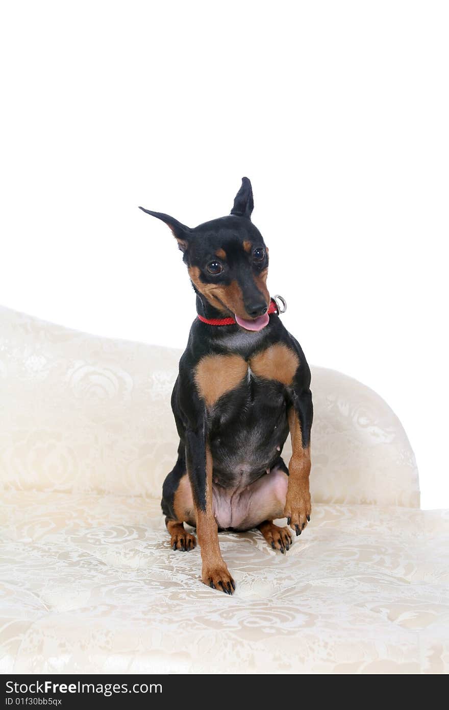 Cute little dog sitting with one paw raised