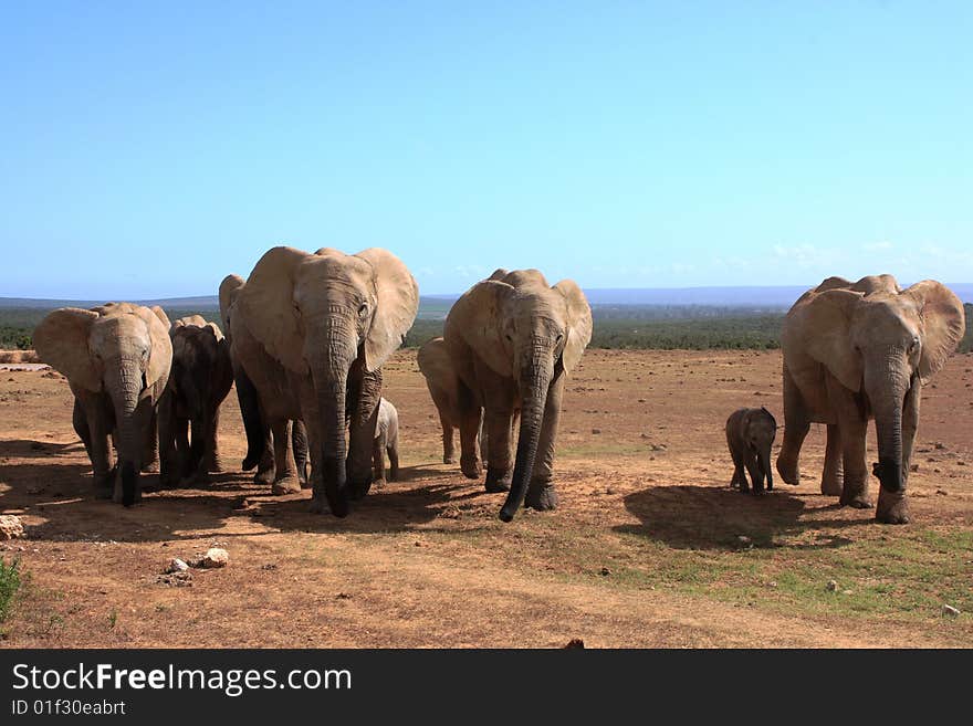 A small herd of elephants with a blue sky background. A small herd of elephants with a blue sky background