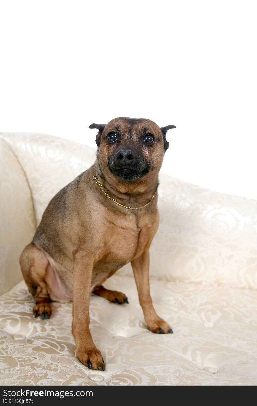 Small brown dog sitting with black nose and gold chain. Small brown dog sitting with black nose and gold chain