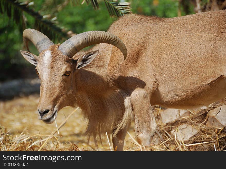 Portrait of moroccan mountain goat (Berber goat)