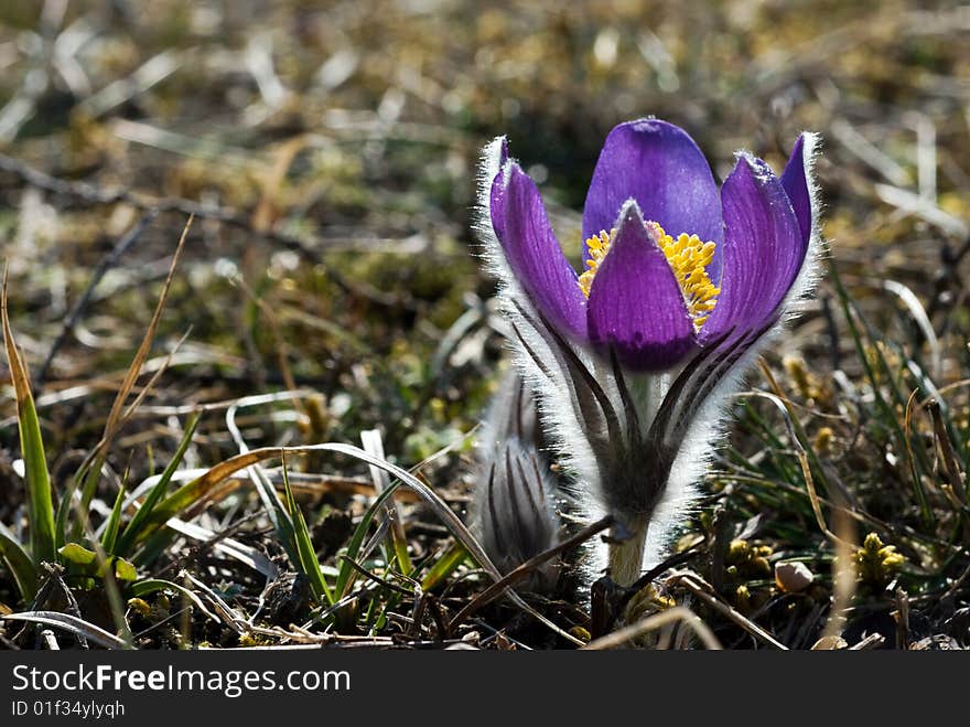 Pulsatilla vulgaris is a surprisingly large and conspicuous spring flower It may be found in uncultivated grassland only. The plants with single blossoms that may be found growing in large groups are very much dependent on getting lots of light. 
The plant is perennial. Blossoms can be seen in March and April. Dense hairs on petals and stem are a perfect protection both against cold night time temperatures and dry and windy conditions at daytime. 
This plant is known to be effective in treating all pain involving the reproductive organs, and is especially noted for treating menstrual pain. Pulsatilla vulgaris is a surprisingly large and conspicuous spring flower It may be found in uncultivated grassland only. The plants with single blossoms that may be found growing in large groups are very much dependent on getting lots of light. 
The plant is perennial. Blossoms can be seen in March and April. Dense hairs on petals and stem are a perfect protection both against cold night time temperatures and dry and windy conditions at daytime. 
This plant is known to be effective in treating all pain involving the reproductive organs, and is especially noted for treating menstrual pain.