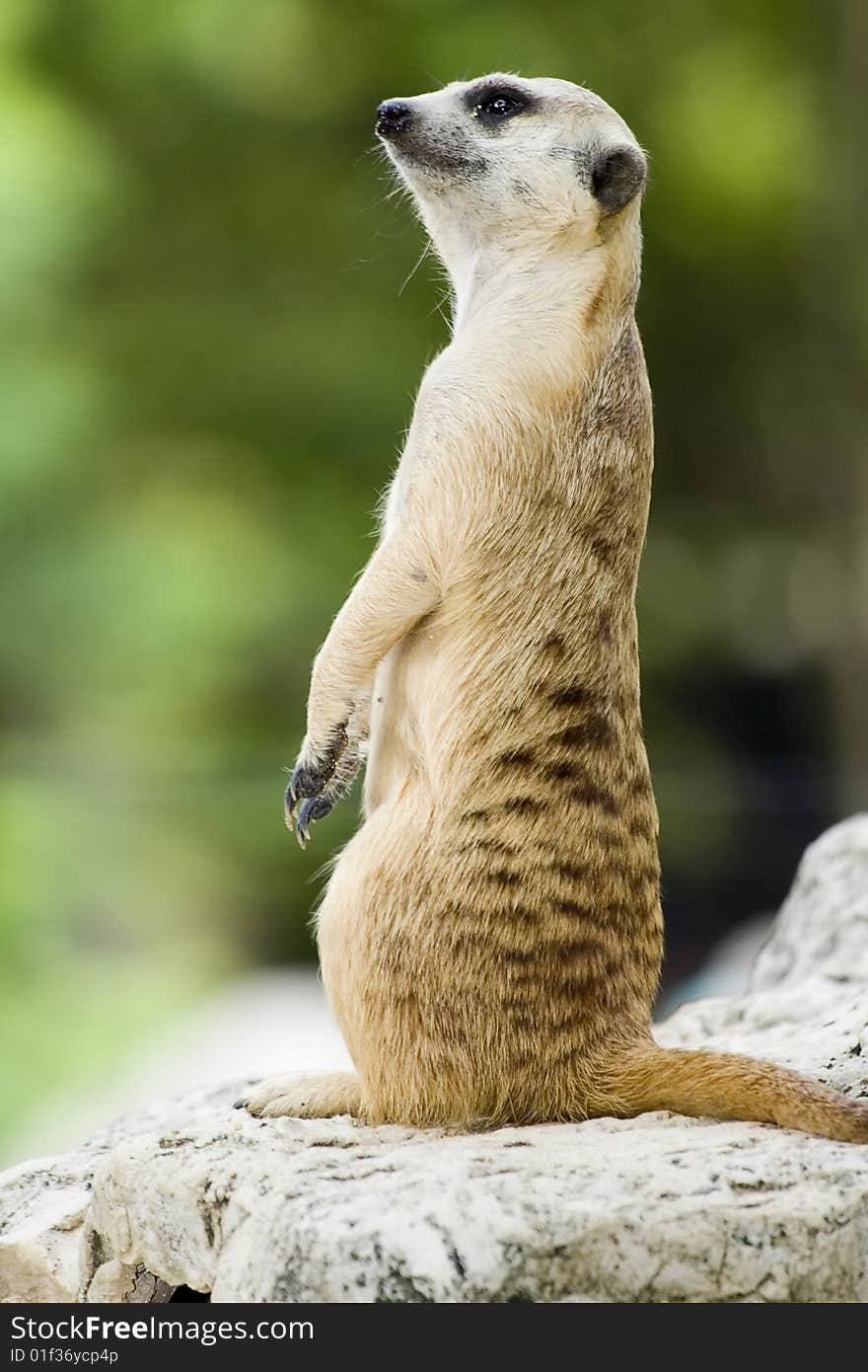 Suricate or meerkat (Suricata suricatta) standing on guard