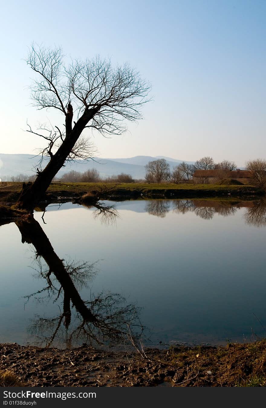 Tree in morning blue sky, with lake reflection. Tree in morning blue sky, with lake reflection