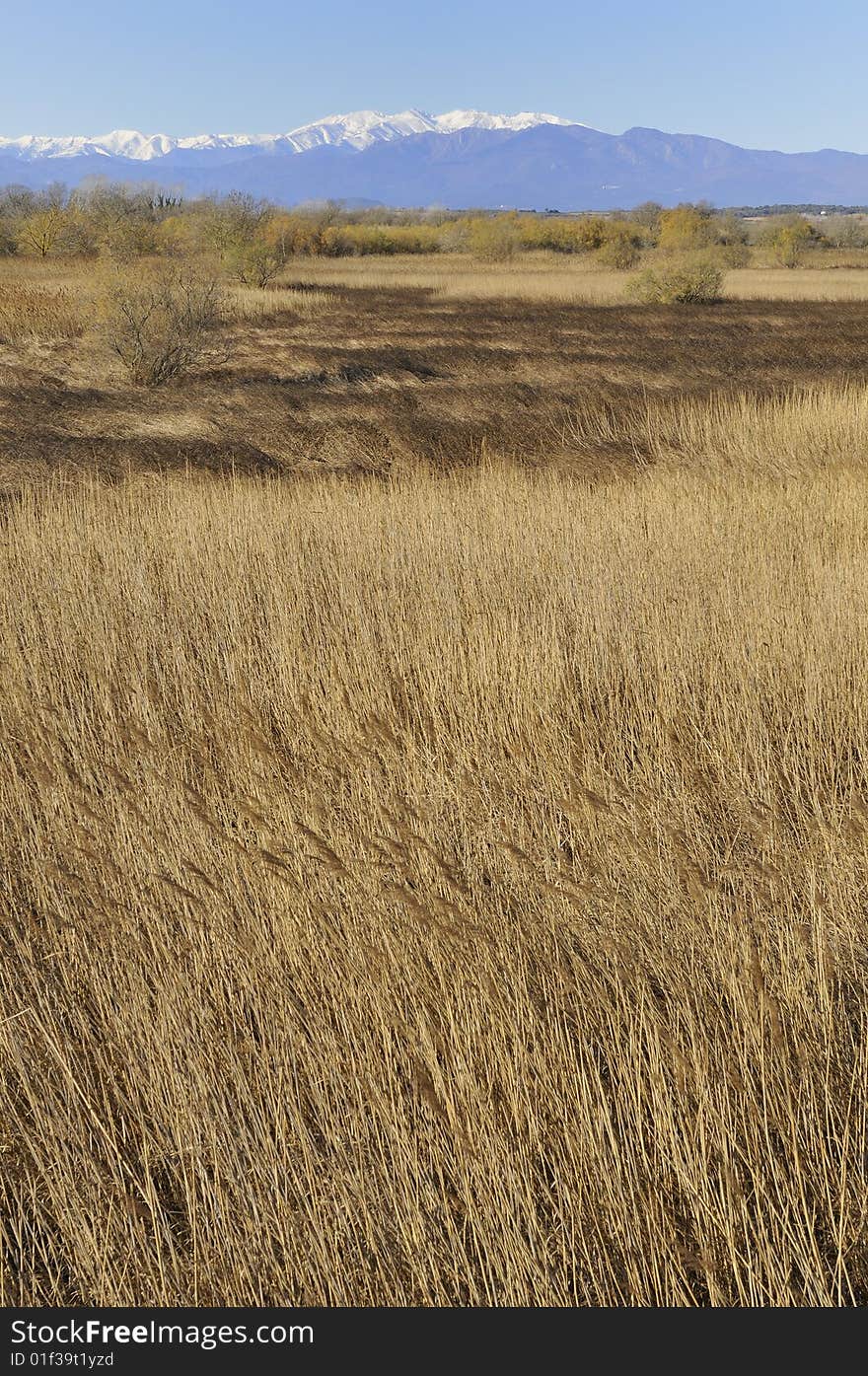 Reed field in Spain, near Pyrénées mountain