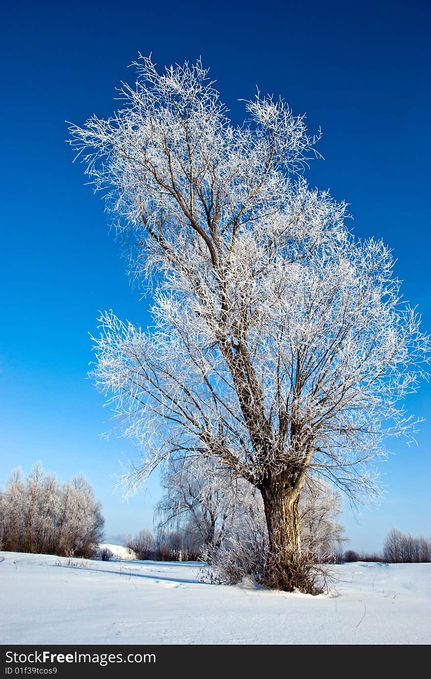 Frozen tree in the winter forest. Frozen tree in the winter forest