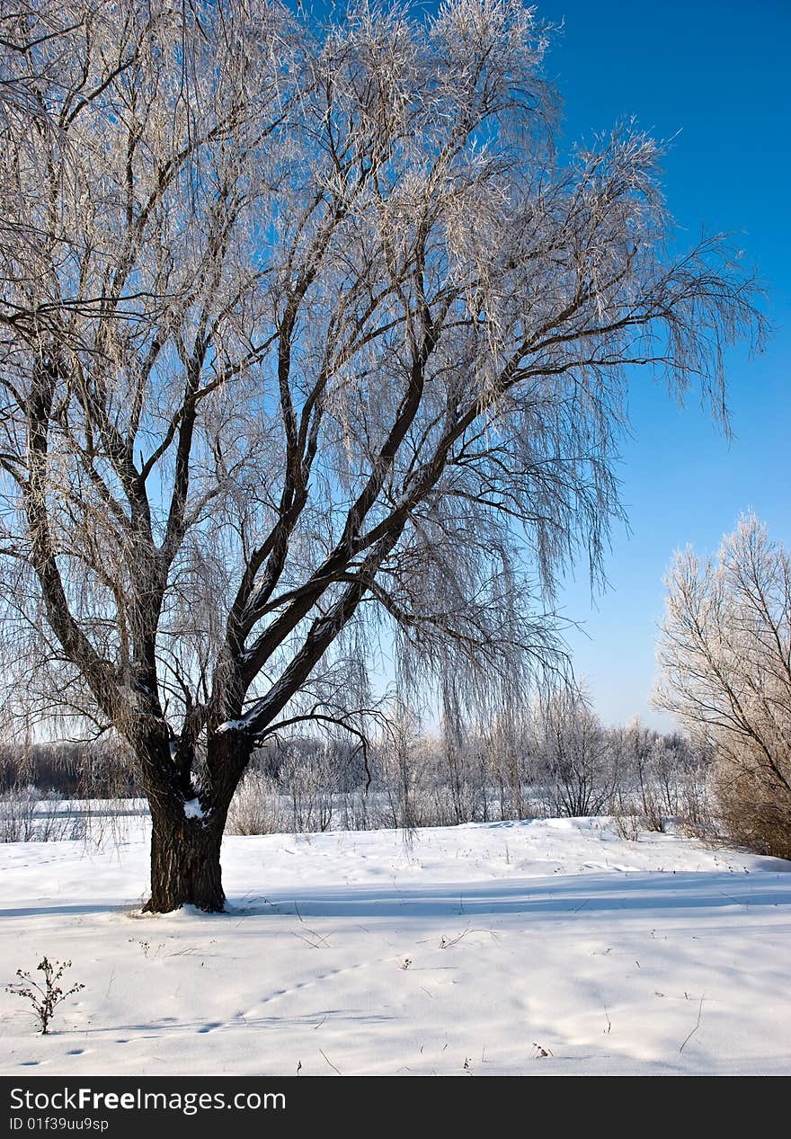 Tree  in the winter forest