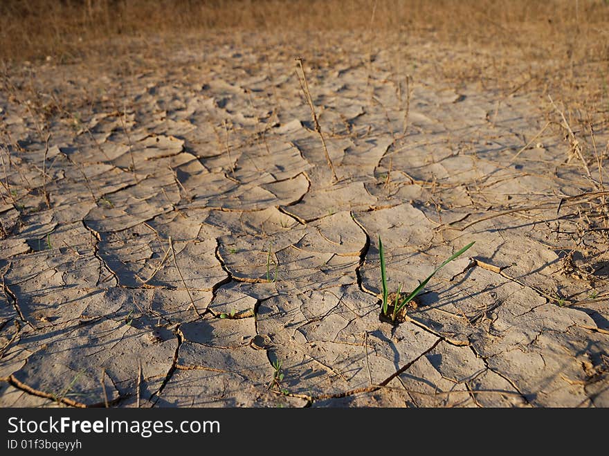 Young plants in the dry cracked desert. Young plants in the dry cracked desert