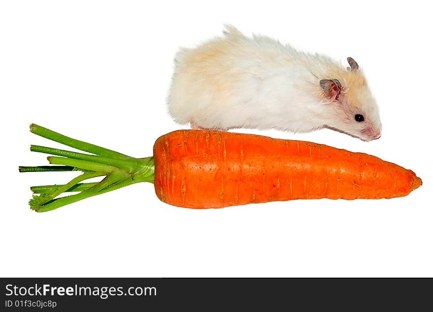 White hamster near the carrot on white background