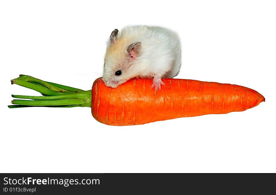 White hamster on the carrot on white background