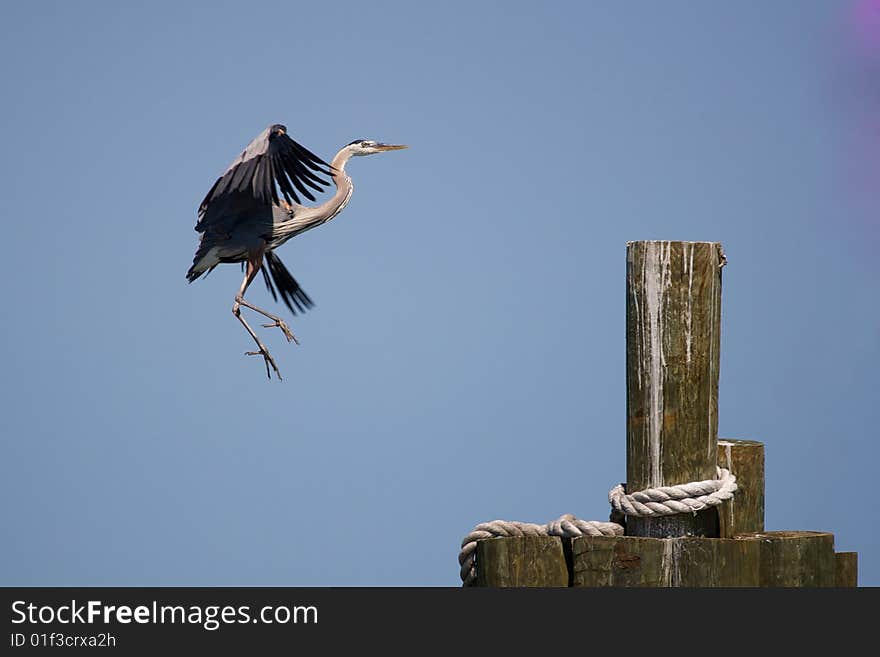 Blue Heron Landing