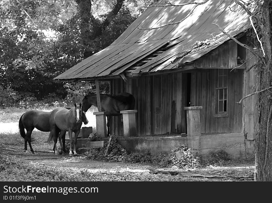 Horses on the porch