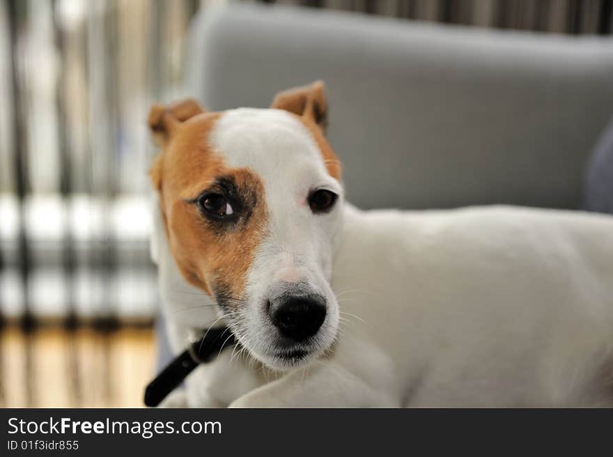 Jack Russel Terrier Relaxing On Bench